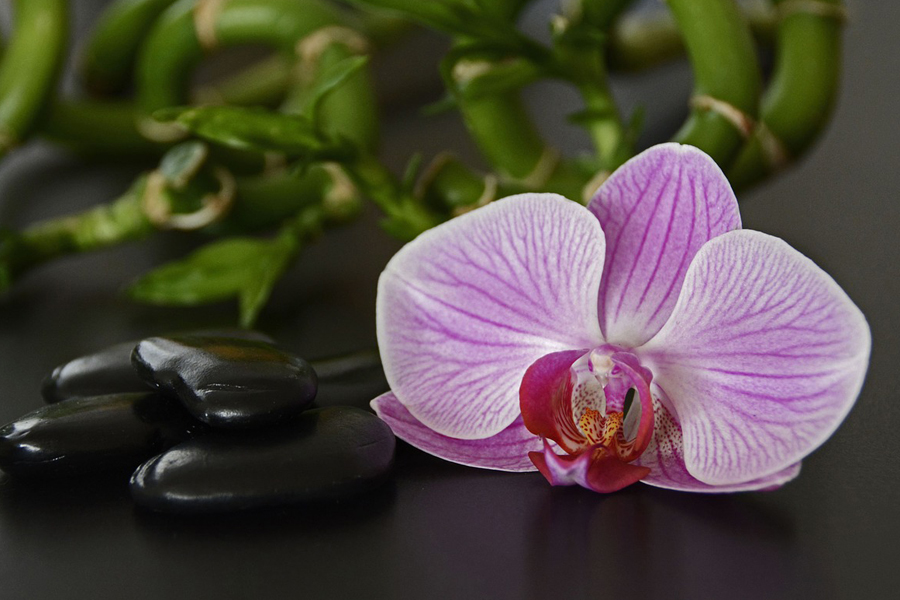 massage discount